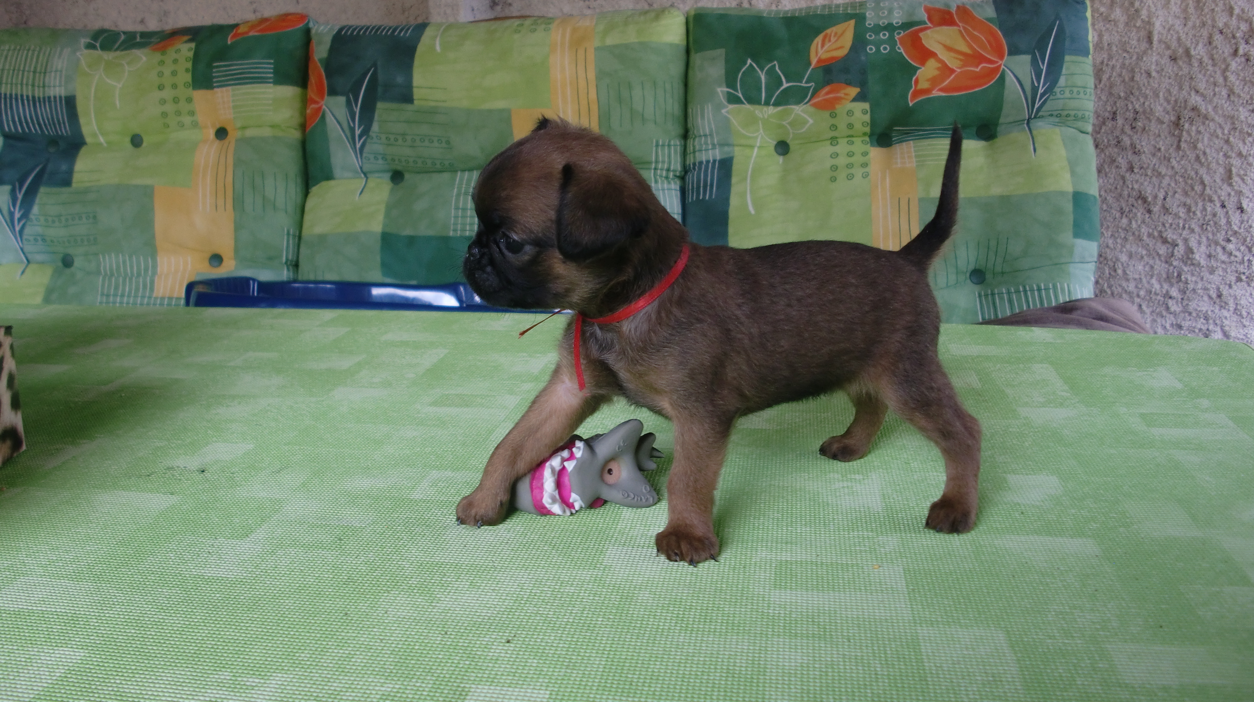 Fibi (1)