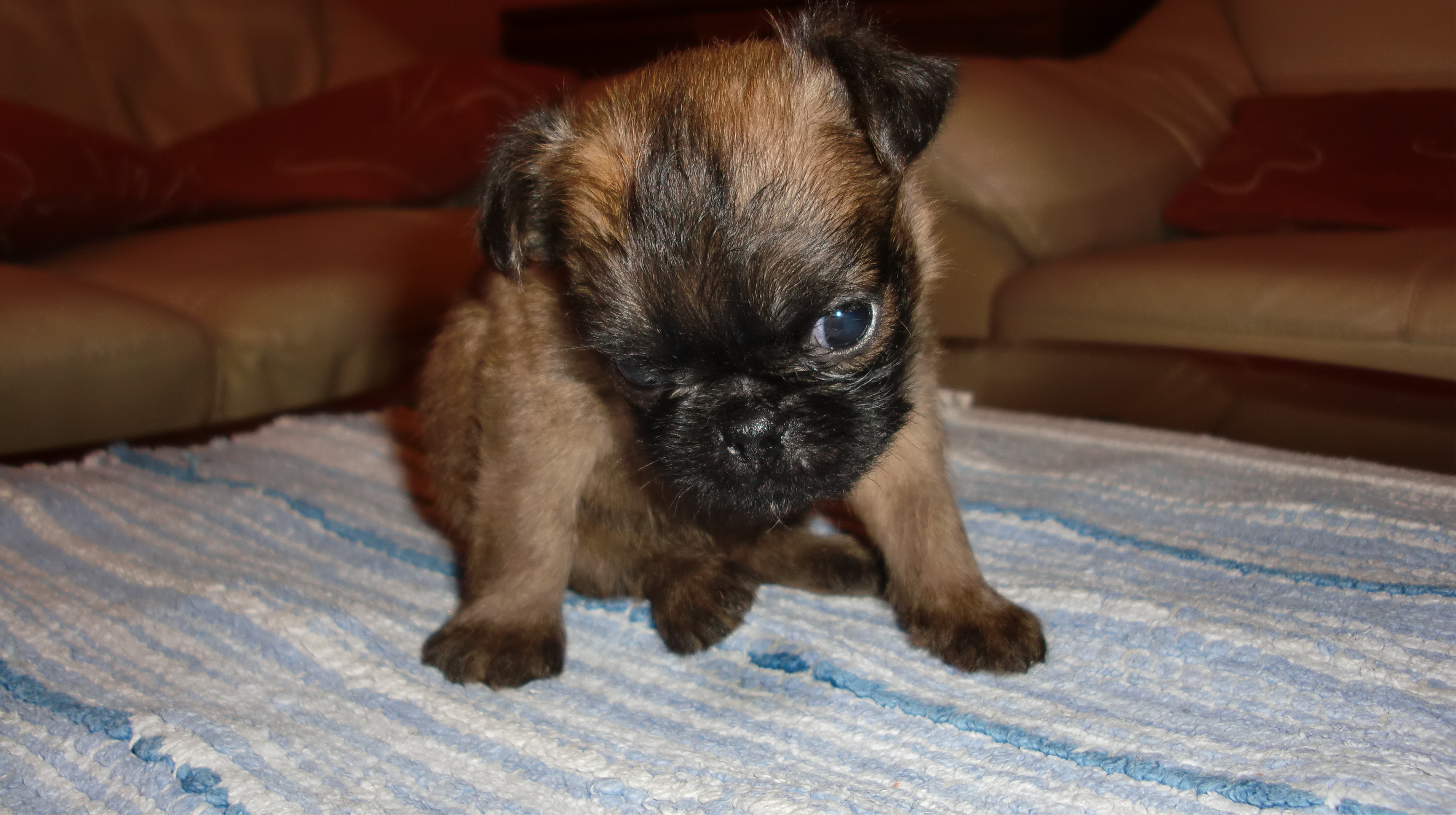 Frenny (1)